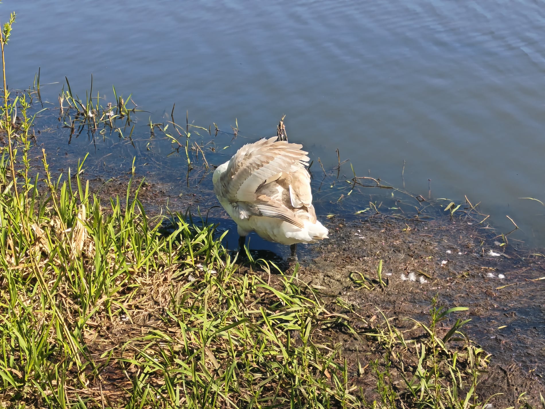 Slotssøen & Svane - April 2026