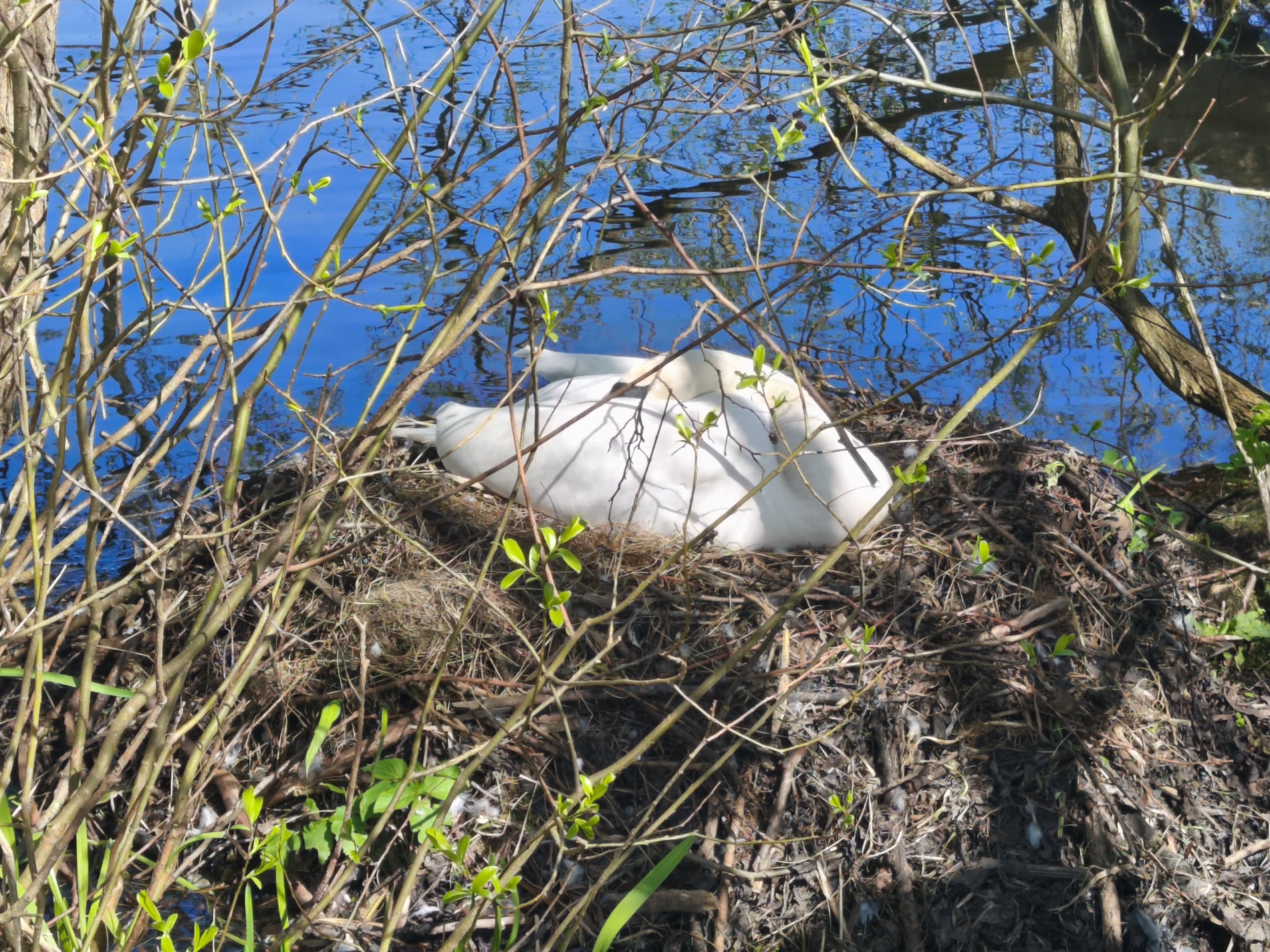 Rugende Svane - April 2026